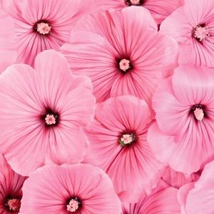 Meet your Posher, Jc